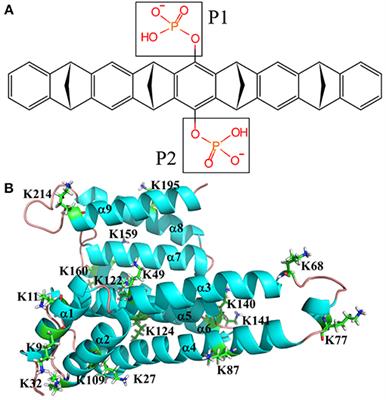 Molecular Dynamics Investigations Suggest a Non-specific Recognition Strategy of 14-3-3σ Protein by Tweezer: Implication for the Inhibition Mechanism